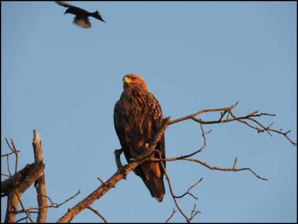 SA Tawny Eagle