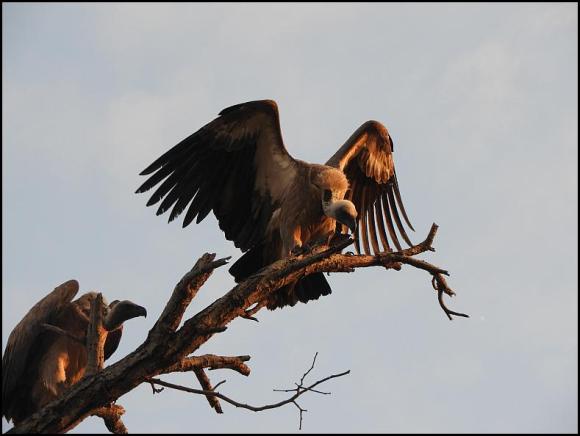 SA White-backed Vultures