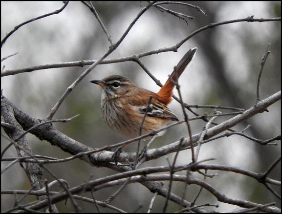 SA White-browed Scrub Robin