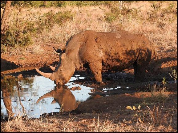SA White Rhino