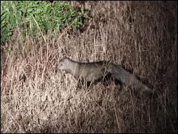 SA White-tailed Mongoose