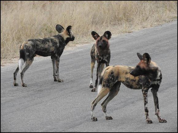 SA Wild Dogs