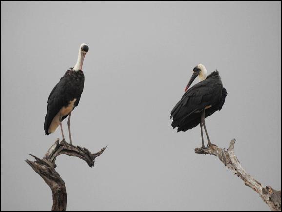 SA Woolly-necked Storks