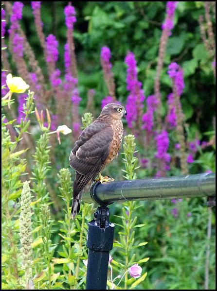Sparrowhawk 190817