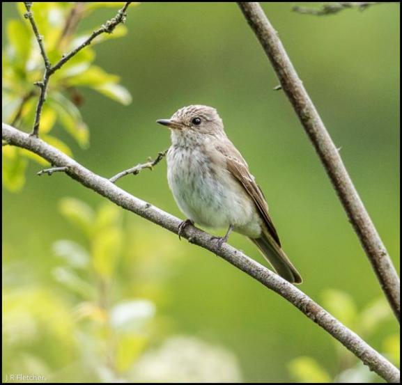 Spotted Flycatcher 190817
