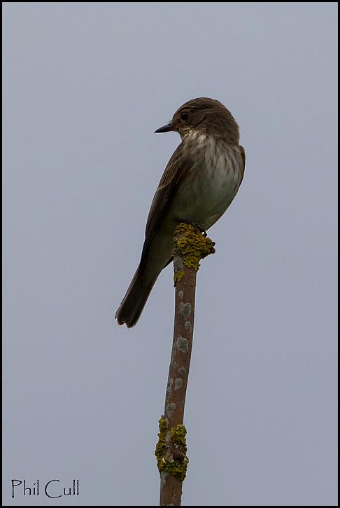Spotted Flycatcher 220817
