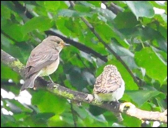 Spotted Flycatchers 060817