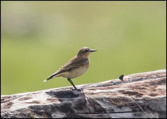 Wheatear 160817