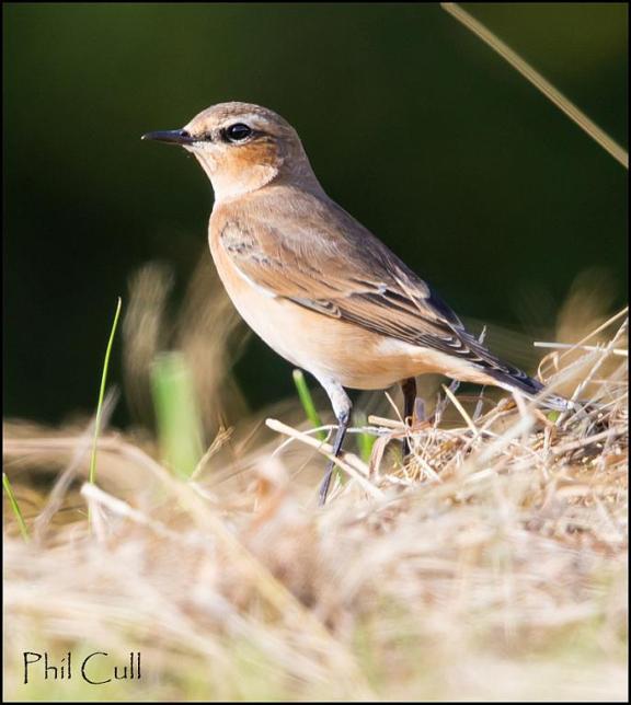 Wheatear 170817