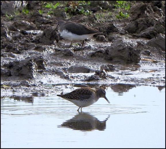 Wood & Green Sandpiper 080817