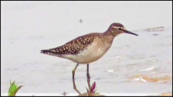 Wood Sandpiper 070817
