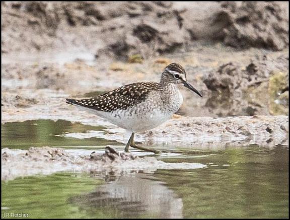 Wood Sandpiper 1 070817