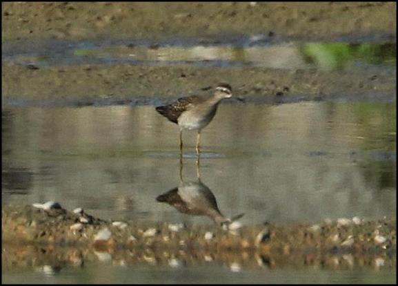 Wood Sandpiper 270817