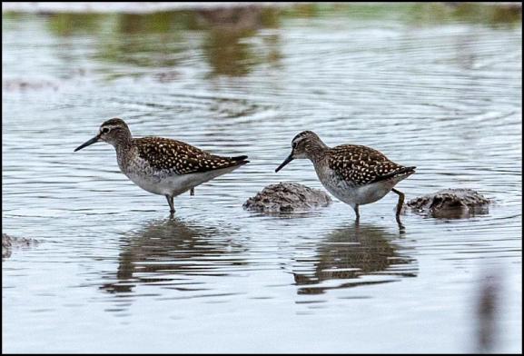 Wood Sandpipers 070817