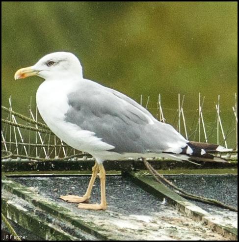 Yellow-legged Gull 300817