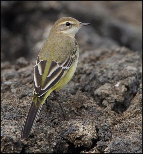 Yellow Wagtail 310817