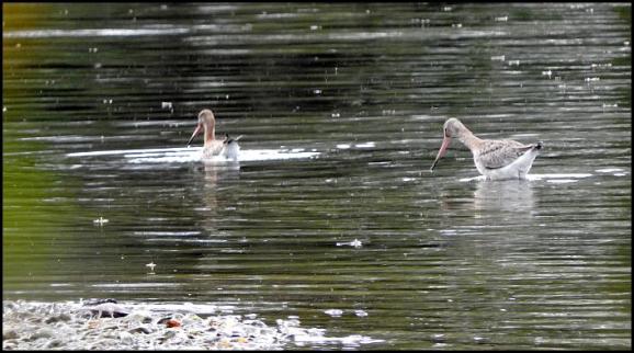 Black-tailed Godwits 210917