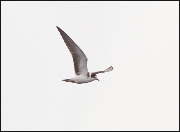 Black Tern 140917