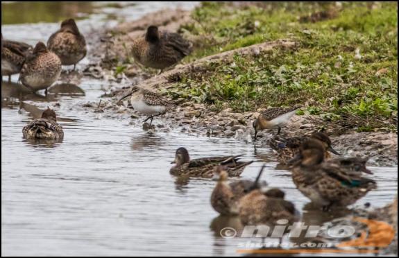 Curlew Sandpipers 300917