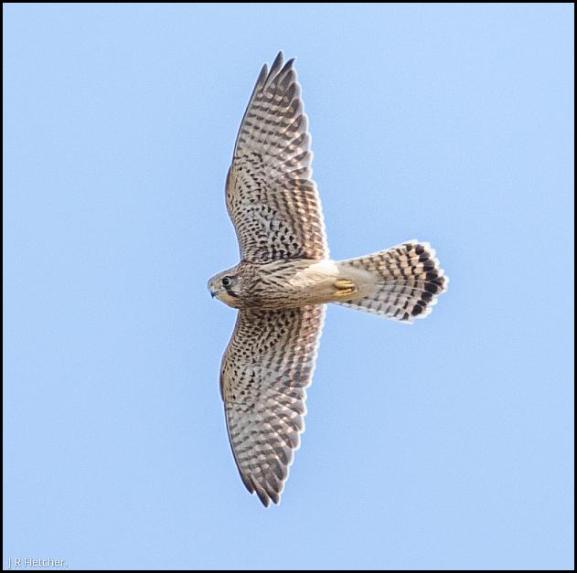 Kestrel 010917