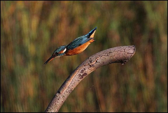 Kingfisher 190917
