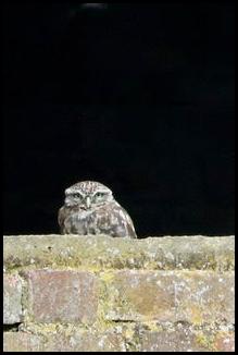 Little Owl 170917
