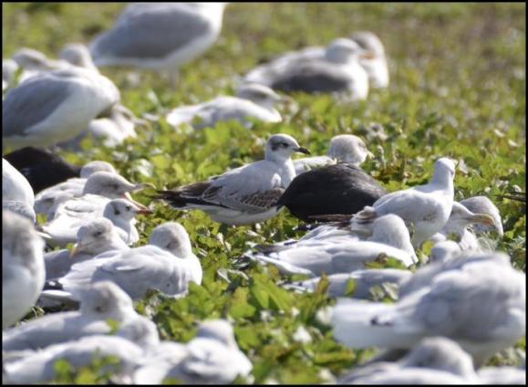 Mediterranean Gull 280917