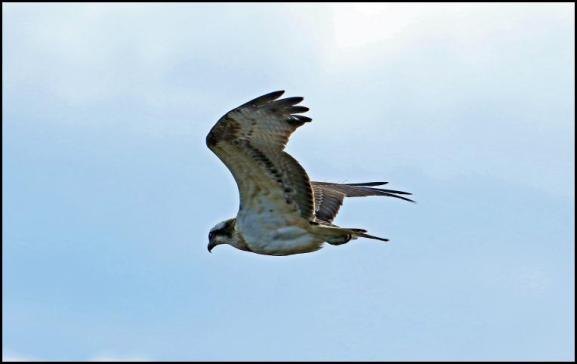 Osprey 280917