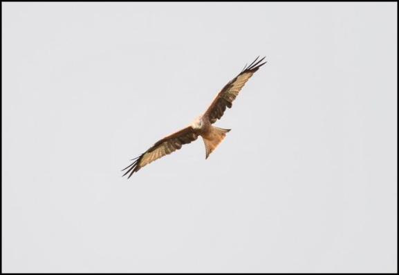 Red Kite 280917