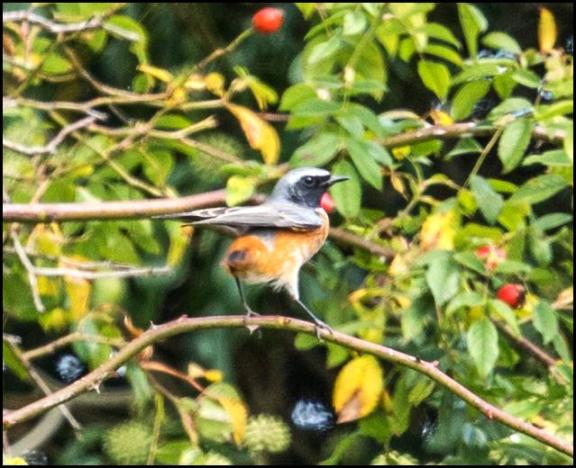 Redstart 010917