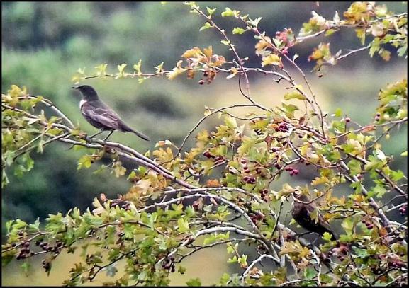 Ring Ouzels 230917