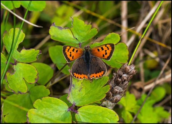 Small Copper 260917