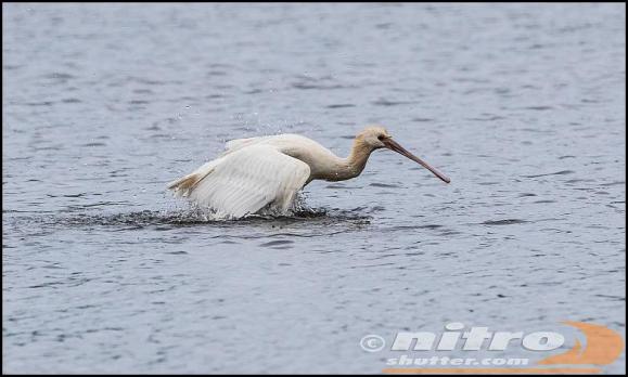 Spoonbill 2 300917