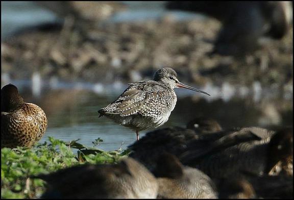 Spotted Redshank 280917