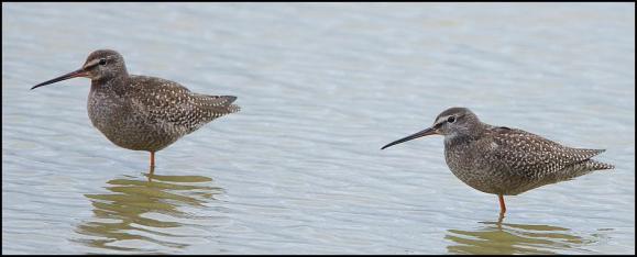 Spotted Redshanks 090917
