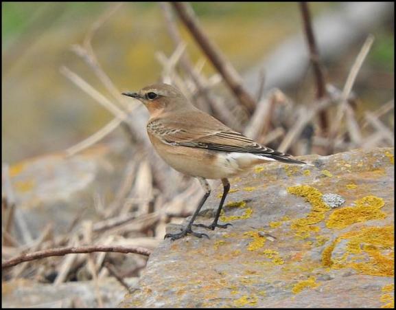 Wheatear 2 040917
