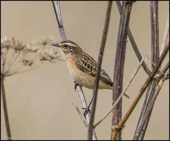 Whinchat 050917