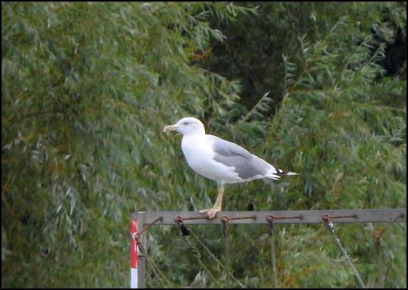 Yellow-legged Gull 060917