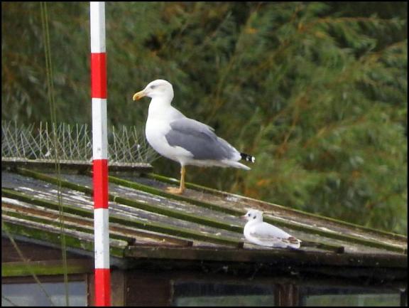 Yellow-legged Gull 210917
