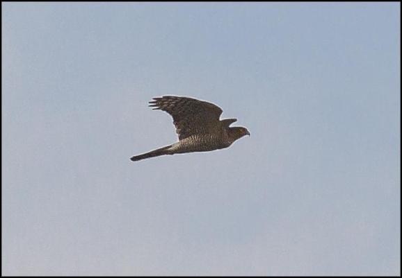 Goshawk 1 171017