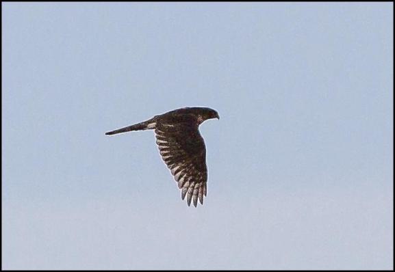 Goshawk 2 171017