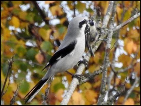 Great Grey Shrike 1 311017