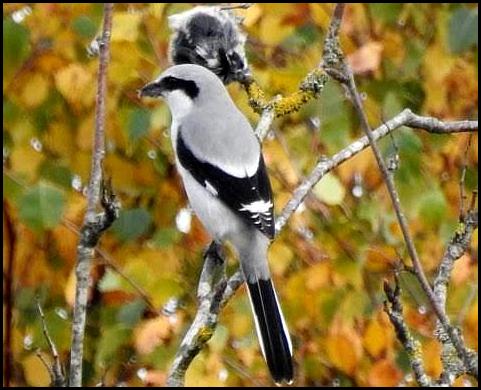 Great Grey Shrike 2 311017