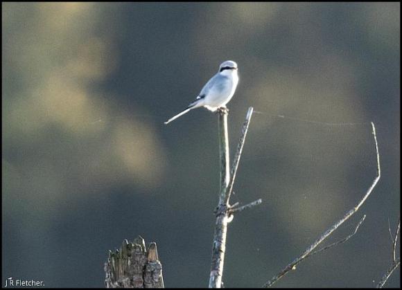 Great Grey Shrike 271017