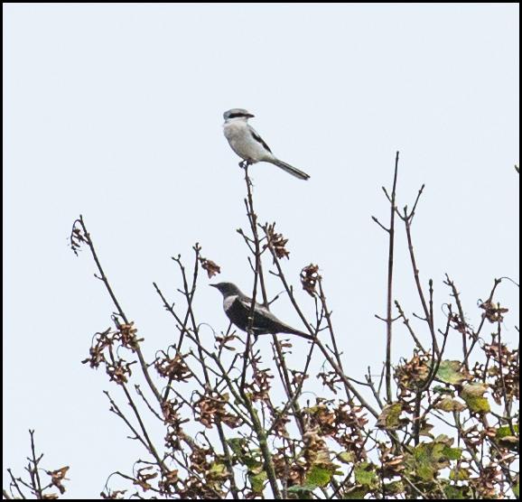 Great Grey Shrike &amp; Ring Ouzel 231017