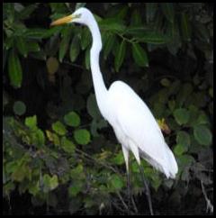 Great White Egret 051017