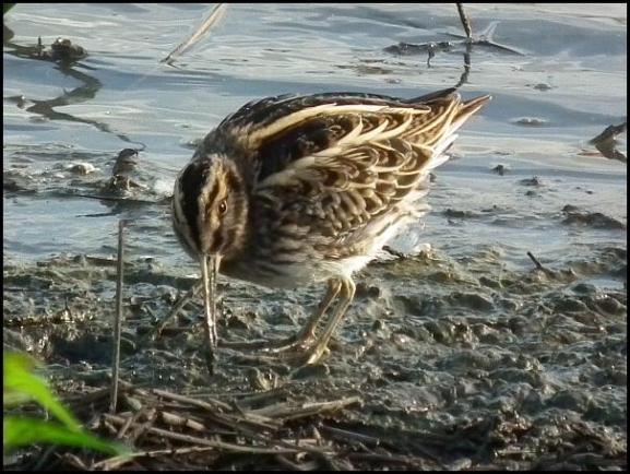 Jack Snipe 2 121017