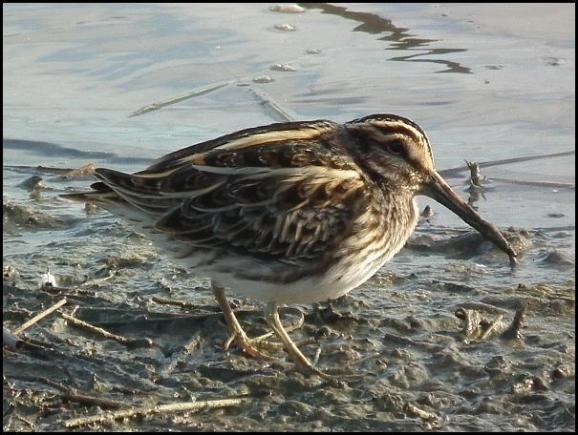 Jack Snipe 3 121017
