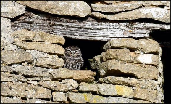 Little Owl 281017