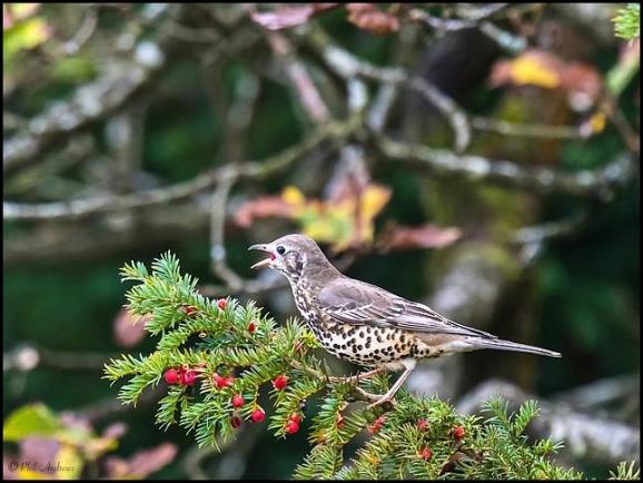 Mistle Thrush 311017